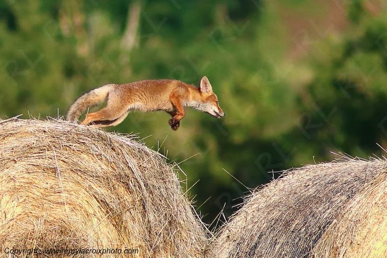 Renard roux Val de Bouzanne Indre Berry Centre Val de Loire France www.remylacroixphoto.com