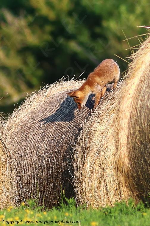 Renard roux Val de Bouzanne Indre Berry Centre Val de Loire France www.remylacroixphoto.com