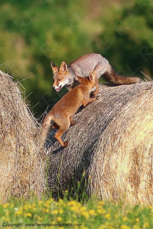 Renard roux Val de Bouzanne Indre Berry Centre Val de Loire France www.remylacroixphoto.com