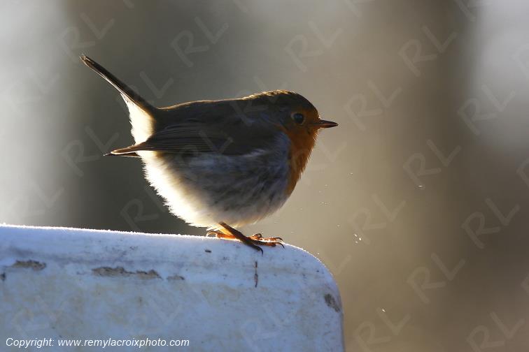 Rouge-gorge red-throated flycatcher Tranzault Indre France www.remylacroixphoto.com