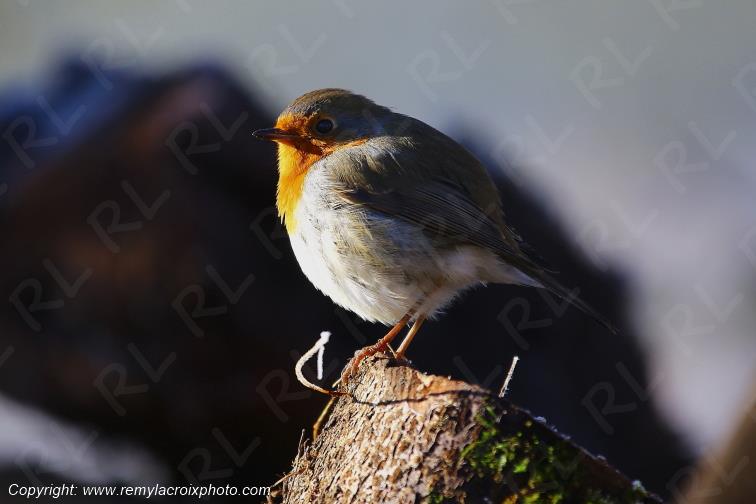 Rouge-gorge red-throated flycatcher Tranzault Indre France www.remylacroixphoto.com