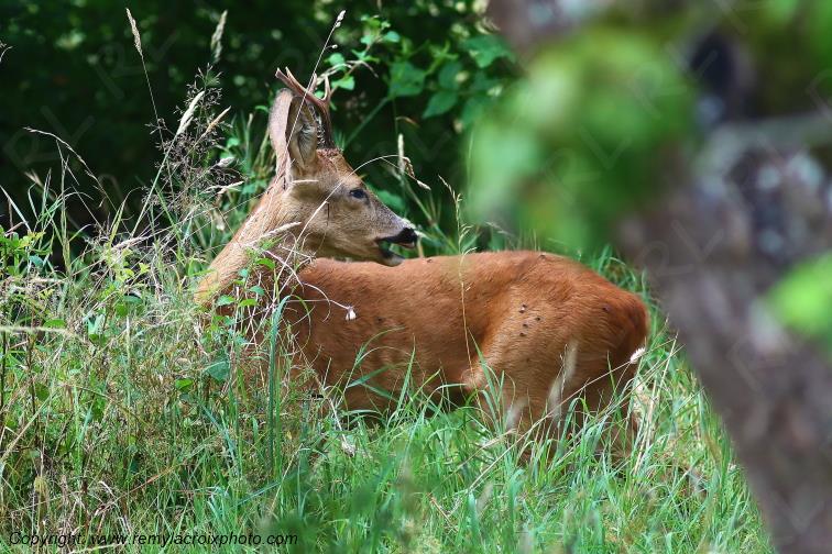 Chevreuil brocard Tranzault Indre Centre Val de Loire France www.remylacroixphoto.com