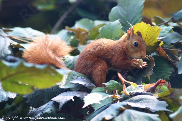 Ecureuil roux Val de Bouzanne Indre Berry Centre Val de Loire France www.remylacroixphoto.com