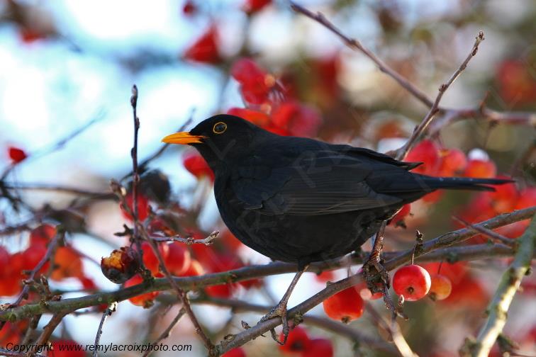 Merle Noir Bourges Champagne Berrichonne Cher Berry Centre Val de Loire France www.remylacroixphoto.com