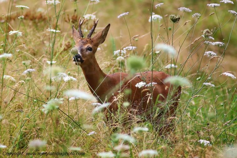 Chevreuil brocard Tranzault Indre Centre Val de Loire France www.remylacroixphoto.com