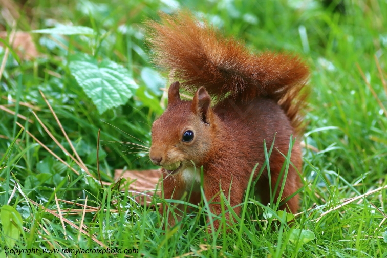 Ecureuil roux Val de Bouzanne Indre Berry Centre Val de Loire France www.remylacroixphoto.com