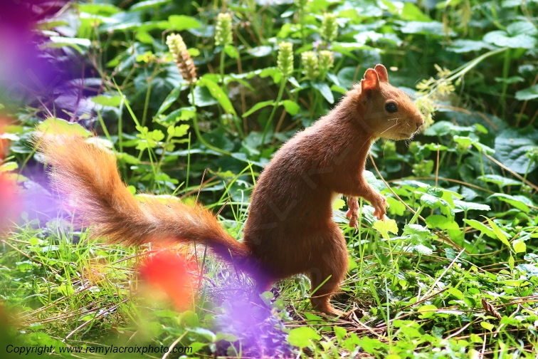 Ecureuil roux Val de Bouzanne Indre Berry Centre Val de Loire France www.remylacroixphoto.com