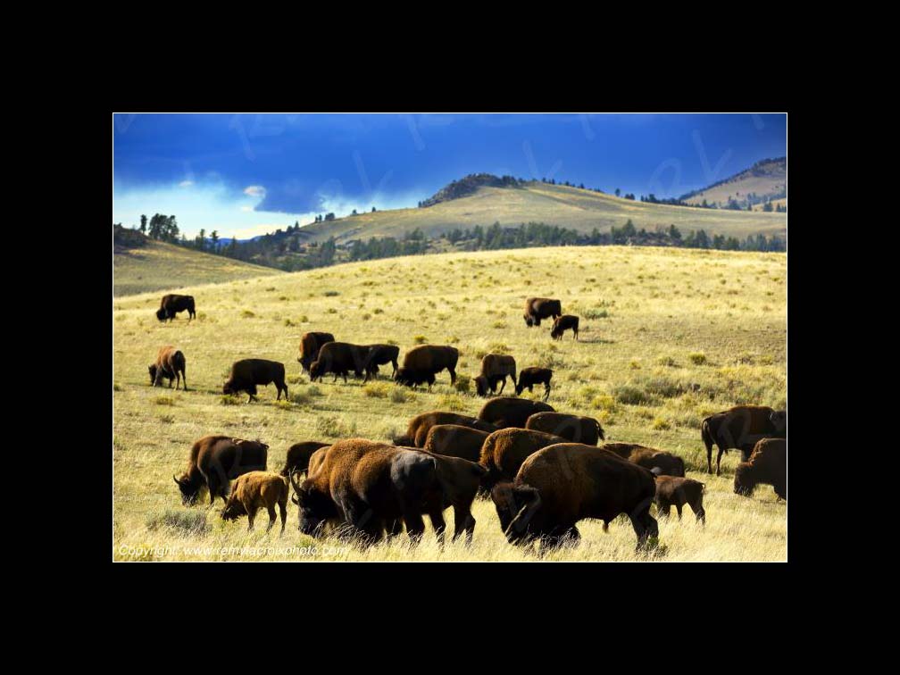 Lewis & Clark Expedition 1804-1806 North American Buffalo Herd