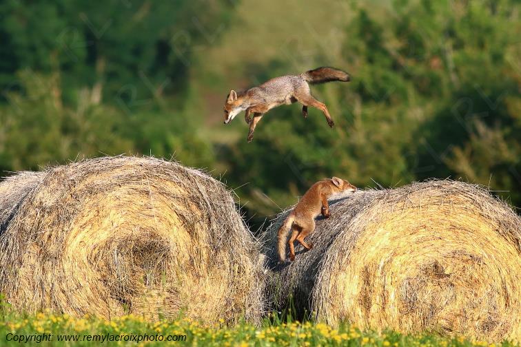 Renarde et ses renardeaux renards roux Val de Bouzanne Indre Berry Centre Val de Loire France www.remylacroixphoto.com