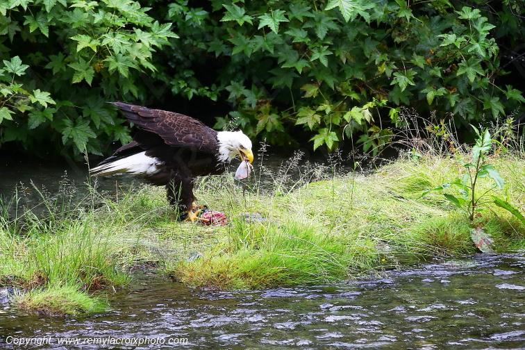 Pygargue � t�te blanche Fish Creek Alaska USA www.remylacroixphoto.com