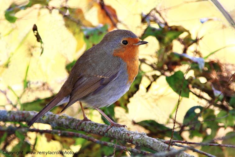 Rouge-gorge red-throated flycatcher Parnay Cher Centre Val de Loire France www.remylacroixphoto.com