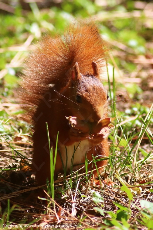 Ecureuil roux Val de Bouzanne Indre Berry Centre Val de Loire France www.remylacroixphoto.com