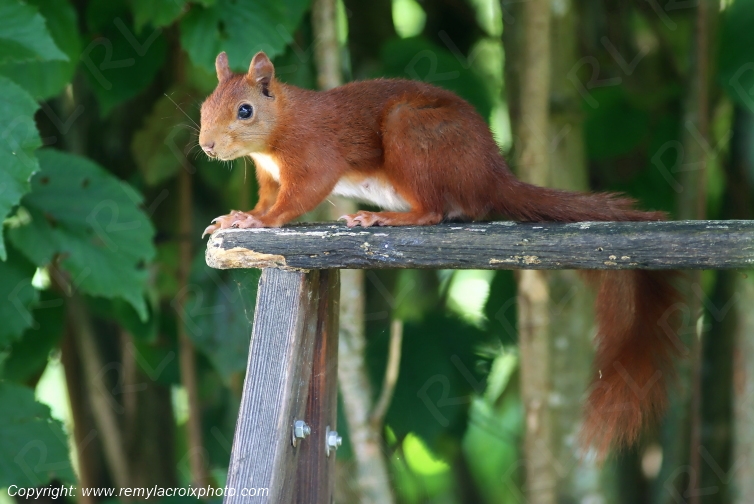 Ecureuil roux Val de Bouzanne Indre Berry Centre Val de Loire France www.remylacroixphoto.com