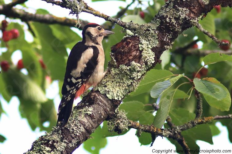 Pic Epeiche Tranzault Val de Bouzanne Centre Val de Loire France www.remylacroixphoto.com