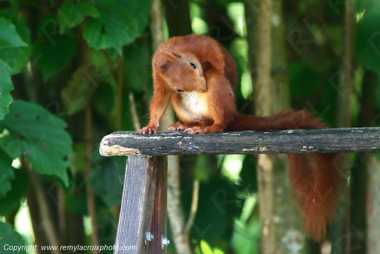 Ecureuil roux Val de Bouzanne Indre Berry Centre Val de Loire France www.remylacroixphoto.com