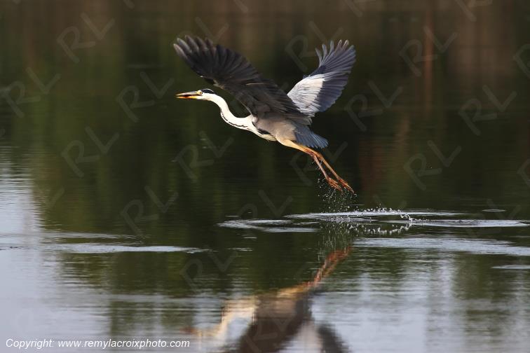 H�ron cendr� en vol Parc Naturel R�gional de la Brenne Centre Val de Loire France www.remylacroixphoto.com