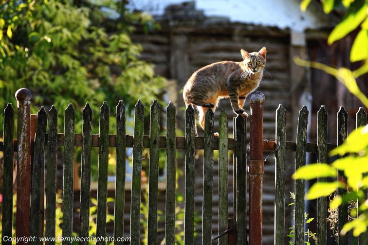 Godinesti Banat Romania Roumanie www.remylacroixphoto.com