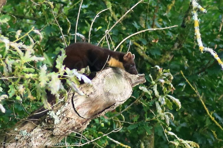 Martre des pins Val de Bouzanne Indre Berry Centre Val de Loire France www.remylacroixphoto.com