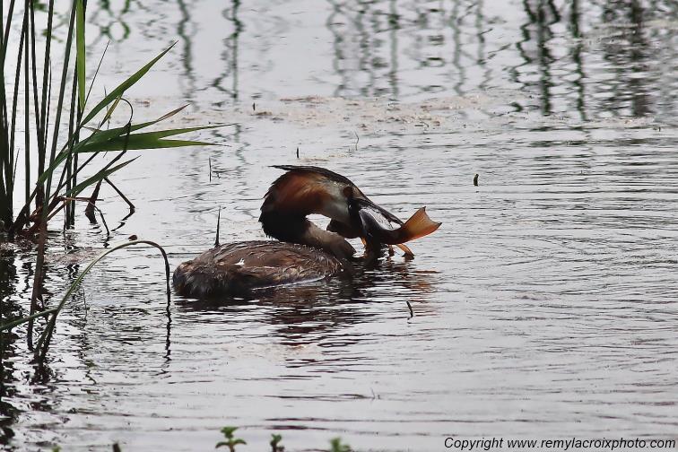 Gr�be hupp� Parc Naturel R�gional de la Brenne Centre Val de Loire France www.remylacroixphoto.com
