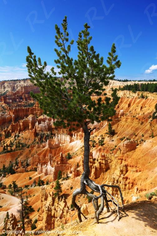Sunrise Point Bryce Canyon National Park Utah USA
