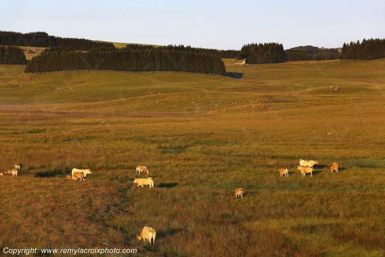 Col de Bonnecombe Aubrac Loz�re Languedoc-Roussillon Occitanie France www.remylacroixphoto.com