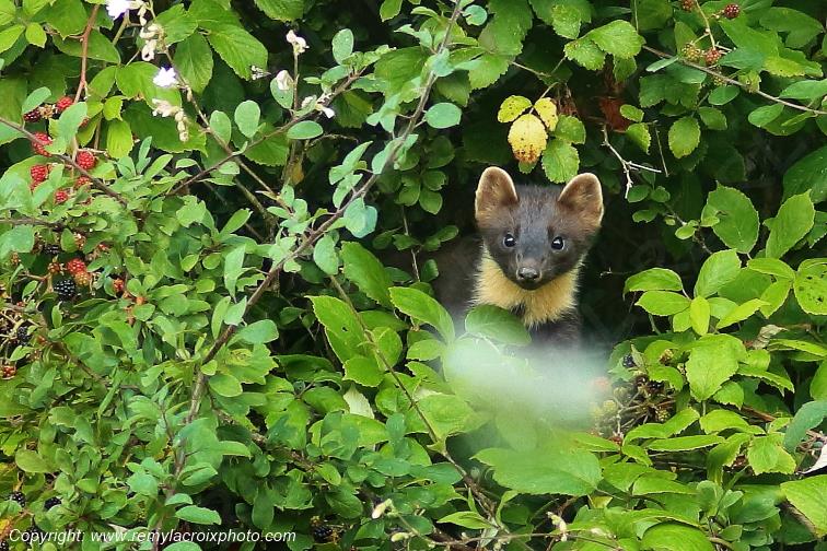 Martre des pins Val de Bouzanne Indre Berry Centre Val de Loire France www.remylacroixphoto.com