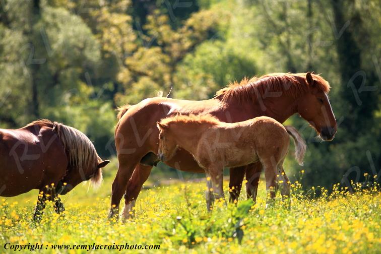 Glozel chevaux Montagne Bourbonnaise Allier Auvergne France