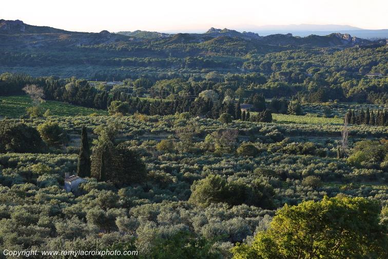 Les Baux de Provence Garrigue Bouches du Rh�ne Provence Alpes C�te d'Azur France PACA www.remylacroixphoto.com
