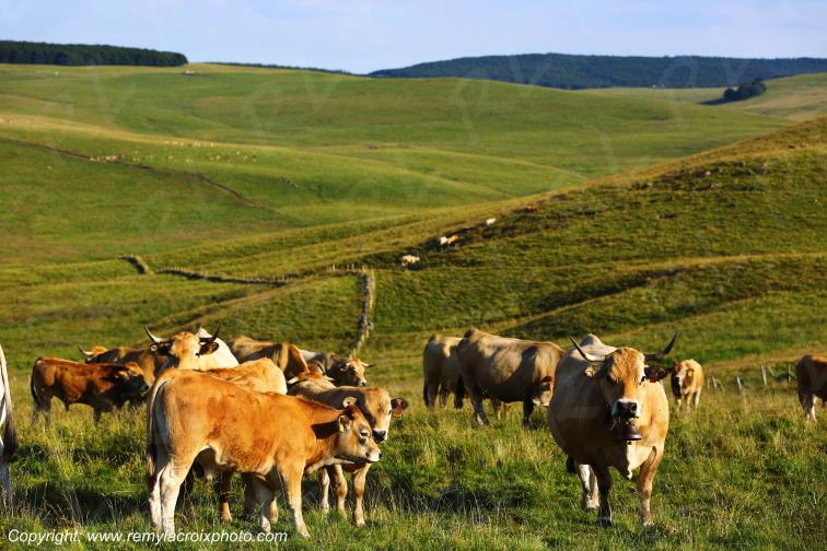 Col de la Matte vaches Aubrac Cantal Auvergne Rh�ne-Alpes France www.remylacroixphoto.com