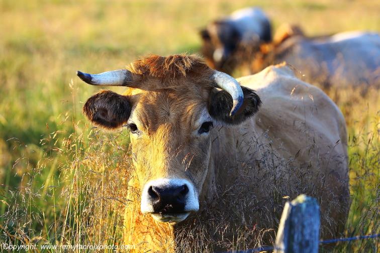 Col de Bonnecombe Vaches Aubrac Loz�re Languedoc-Roussillon Occitanie France www.remylacroixphoto.com
