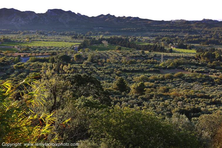 Les Baux de Provence Garrigue Bouches du Rh�ne Provence Alpes C�te d'Azur France PACA www.remylacroixphoto.com