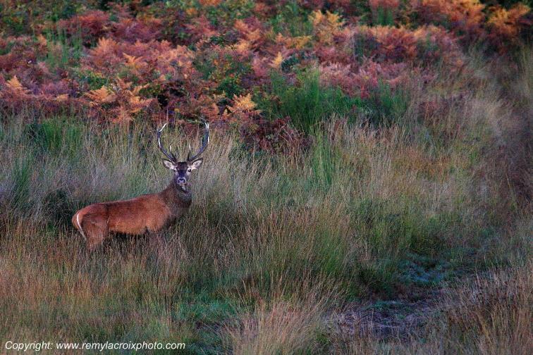 Tron�ais cerf for�t Allier Auvergne France