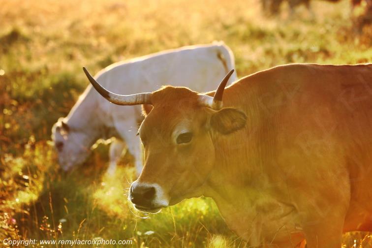 Col de Bonnecombe Vaches Aubrac Loz�re Languedoc-Roussillon Occitanie France www.remylacroixphoto.com