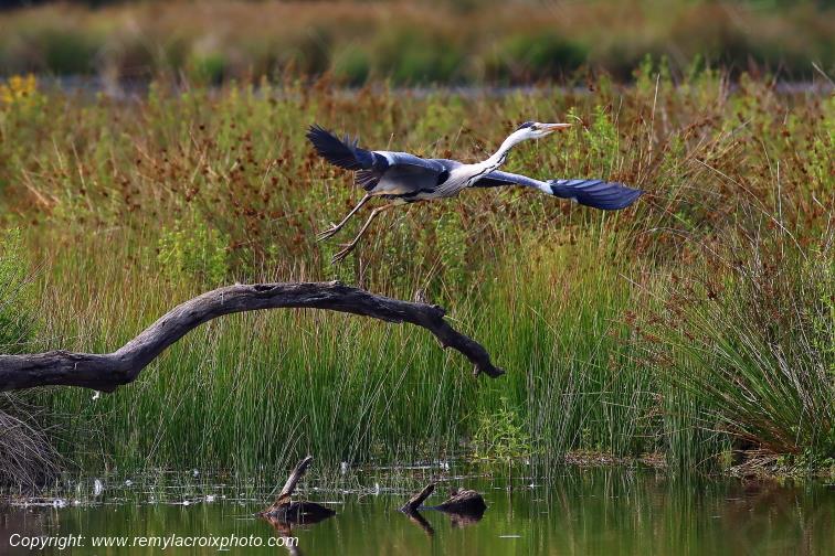 H�ron cendr� en vol Parc Naturel R�gional de la Brenne Centre Val de Loire France www.remylacroixphoto.com