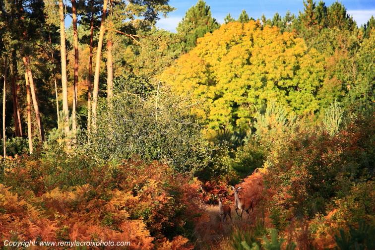 Tron�ais biches for�t Allier Auvergne France