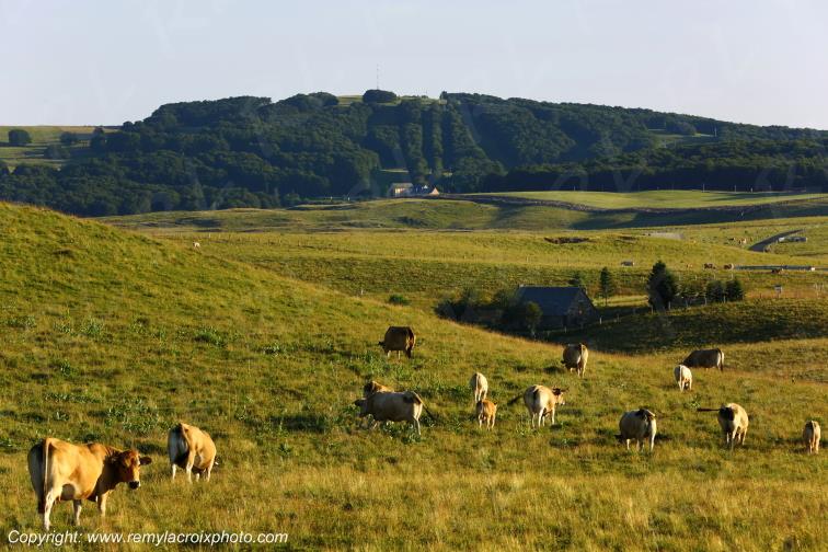 Col de la Matte vaches Aubrac Cantal Auvergne Rh�ne-Alpes France www.remylacroixphoto.com