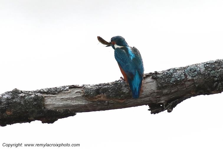 Martin p�cheur Parc Naturel R�gional de la Brenne Centre Val de Loire France www.remylacroixphoto.com
