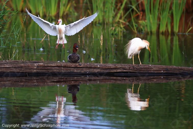 H�rons garde-boeufs fuligule � t�te rouge Parc Naturel R�gional de la Brenne Centre Val de Loire France www.remylacroixphoto.com