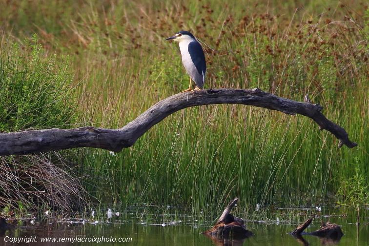 Bihoreau gris Parc Naturel R�gional de la Brenne Centre Val de Loire France www.remylacroixphoto.com