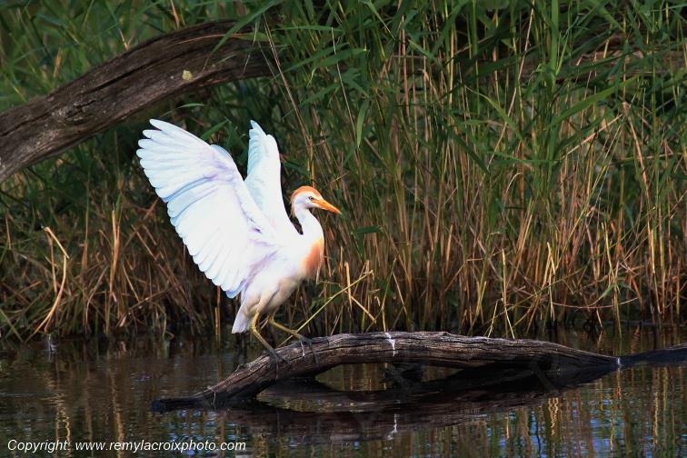 H�ron garde-boeufs Parc Naturel R�gional de la Brenne Centre Val de Loire France www.remylacroixphoto.com