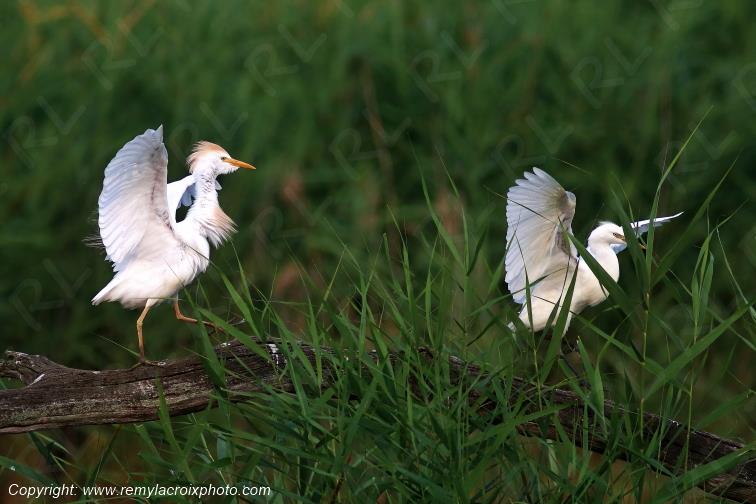 H�rons garde-boeufs Parc Naturel R�gional de la Brenne Centre Val de Loire France www.remylacroixphoto.com