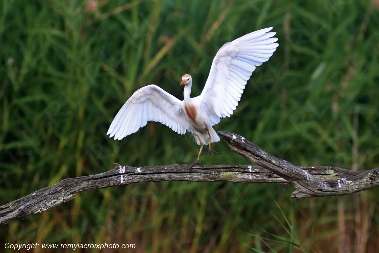 H�ron garde-boeufs Parc Naturel R�gional de la Brenne Centre Val de Loire France www.remylacroixphoto.com