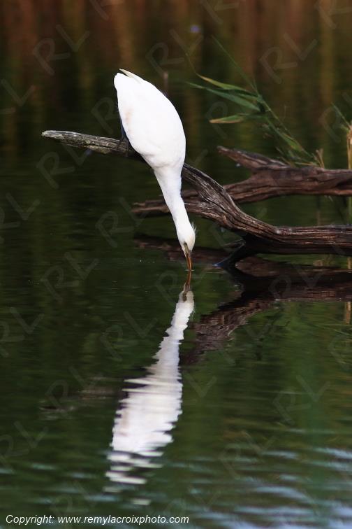 H�ron garde-boeufs Parc Naturel R�gional de la Brenne Centre Val de Loire France www.remylacroixphoto.com