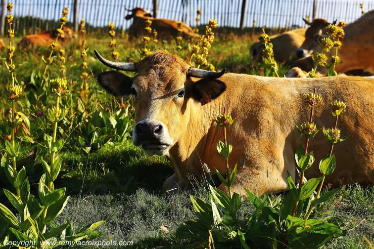 Col de Bonnecombe Vaches Aubrac Loz�re Languedoc-Roussillon Occitanie France www.remylacroixphoto.com