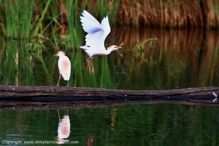 H�rons garde-boeufs Parc Naturel R�gional de la Brenne Centre Val de Loire France www.remylacroixphoto.com