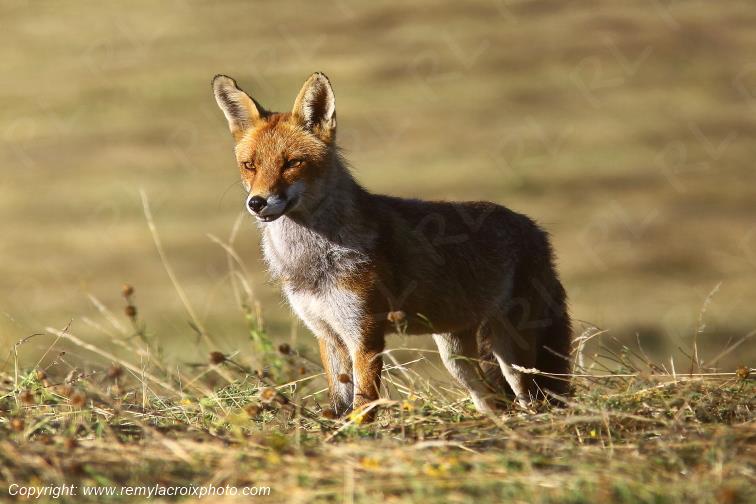 Renard Roux Tranzault Indre Berry Centre Val de Loire France www.remylacroixphoto.com