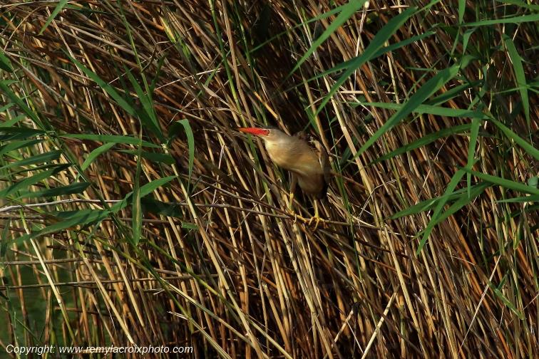 Blongios nain Parc Naturel R�gional de la Brenne Centre Val de Loire France www.remylacroixphoto.com
