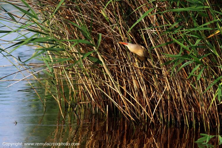 Blongios nain Parc Naturel R�gional de la Brenne Centre Val de Loire France www.remylacroixphoto.com