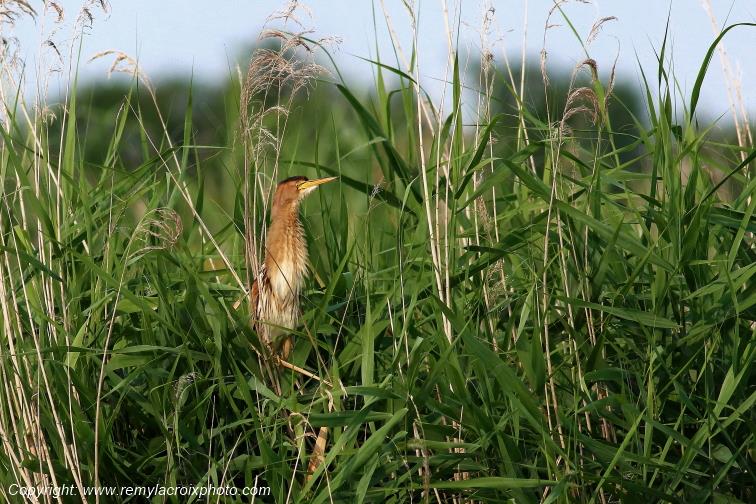 Blongios nain Parc Naturel R�gional de la Brenne Centre Val de Loire France www.remylacroixphoto.com