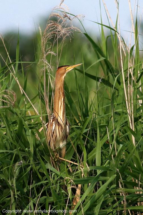 Blongios nain Parc Naturel R�gional de la Brenne Centre Val de Loire France www.remylacroixphoto.com